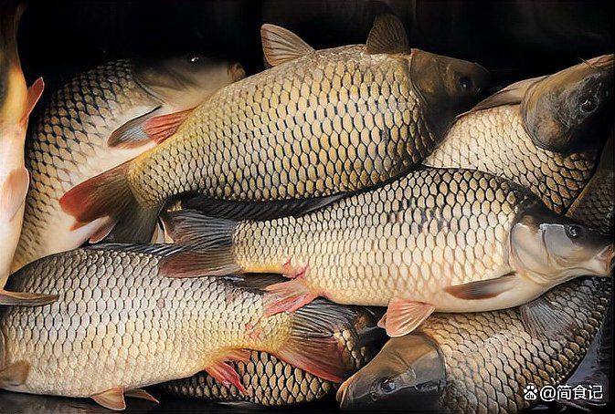 鯉魚是什么樣子的圖片，鯉魚圖片欣賞