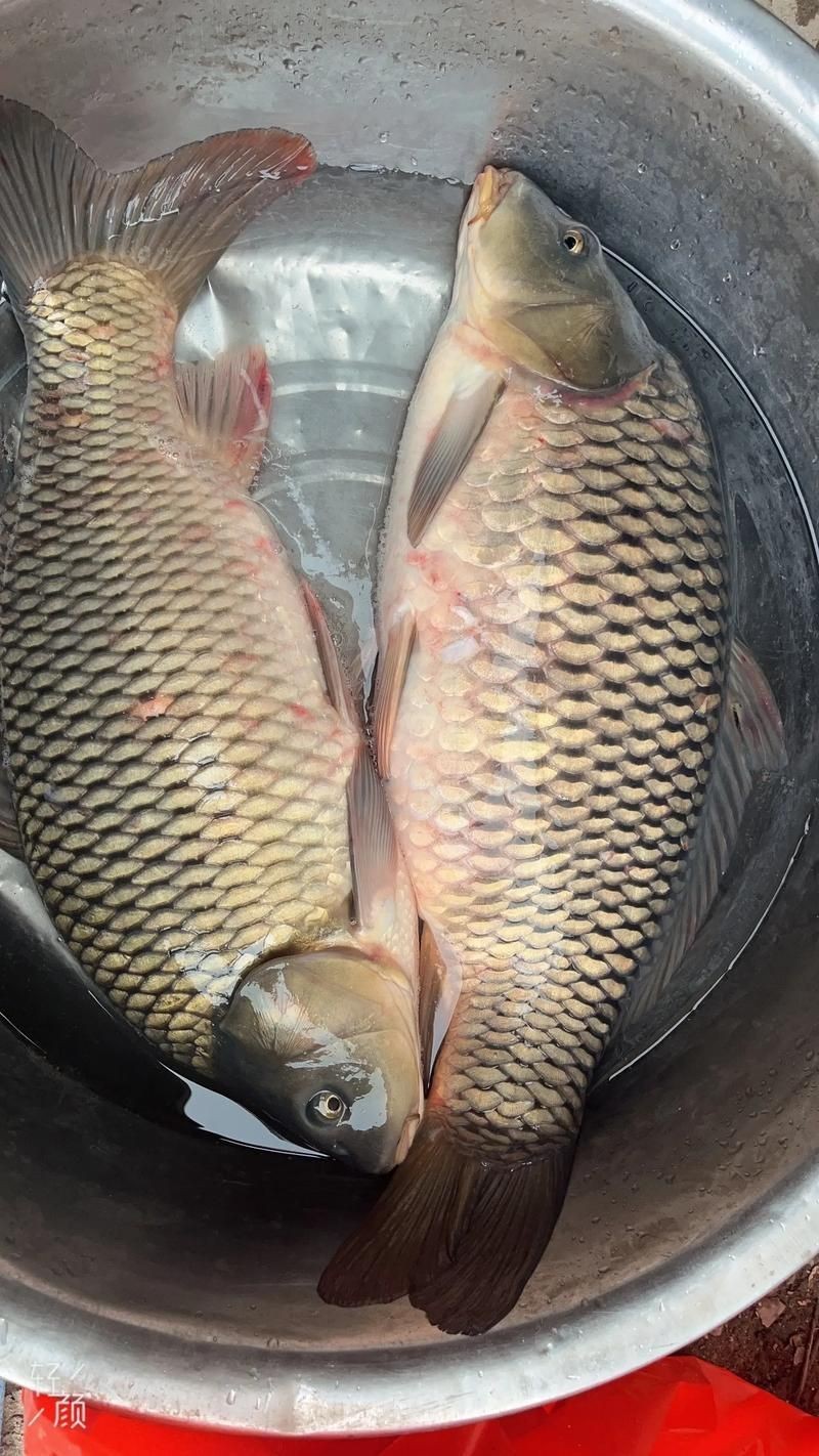 鯉魚是什么樣子的圖片，鯉魚圖片欣賞