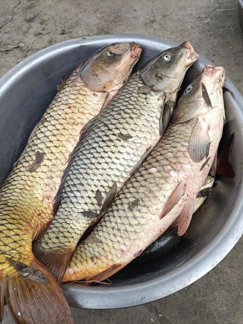 鯉魚是什么樣子的圖片，鯉魚圖片欣賞