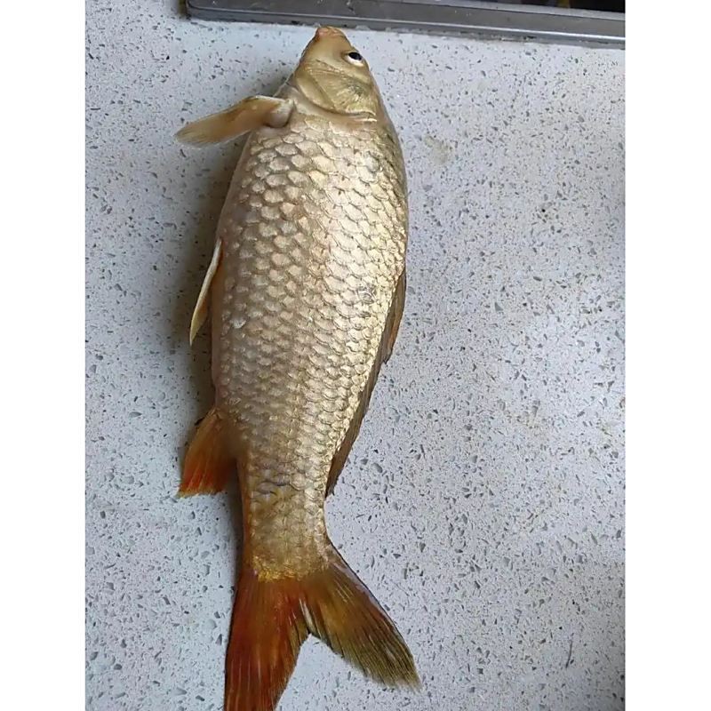 鯉魚是什么樣子的圖片，鯉魚圖片欣賞