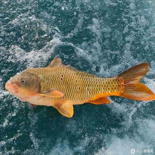 鯉魚是什么樣子的圖片，鯉魚圖片欣賞