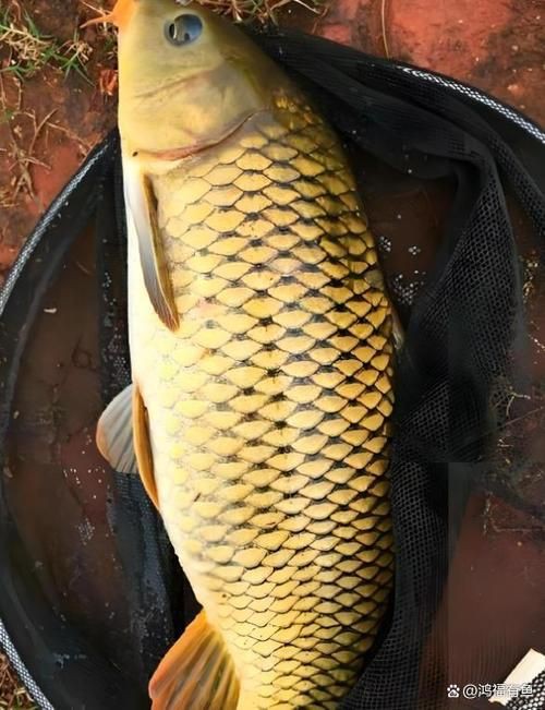 鯉魚是什么樣子的圖片，鯉魚圖片欣賞
