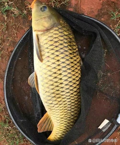 鯉魚是什么樣子的圖片，鯉魚圖片欣賞