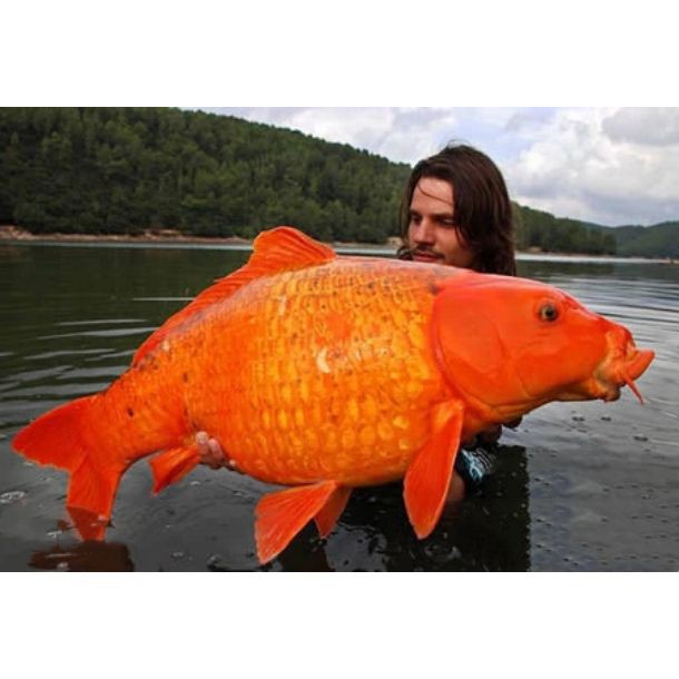 鯉魚是什么樣子的圖片，鯉魚圖片欣賞