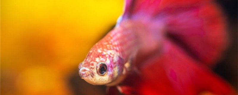 泰國(guó)斗魚是胎生還是卵生一次生多少小魚