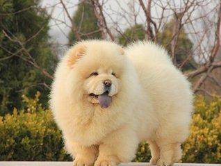 水草燈吉印和郎峰(水草燈吉印和郎峰印哪個好) 水草燈吉印和郎峰(水草燈吉印和郎峰印哪個好) 吉印水族 第2張