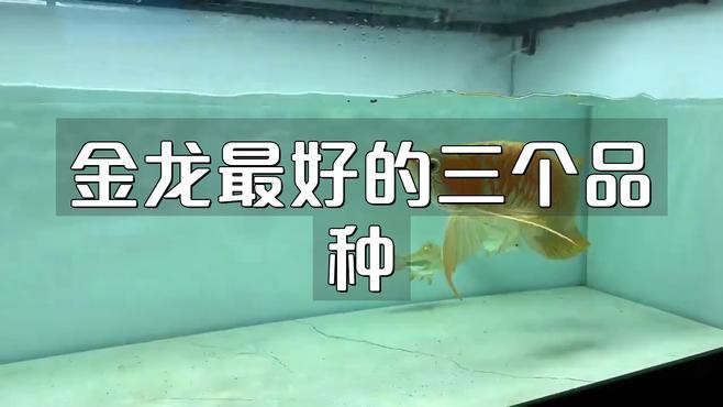 哪種金頭過背金龍魚最稀有？，金頭過背金龍魚有哪些特點白子金龍魚市場價格是多少 哪種金頭過背金龍魚最稀有？，金頭過背金龍魚有哪些特點白子金龍魚市場價格是多少 龍魚百科 第2張