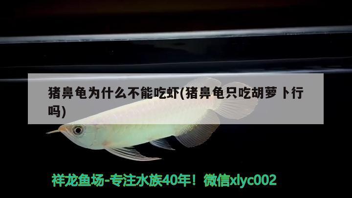 豬鼻龜為什么不能吃蝦(豬鼻龜只吃胡蘿卜行嗎)