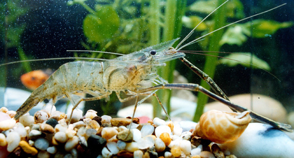 觀賞魚有市場嗎知乎推薦（觀賞魚有市場嗎知乎推薦）