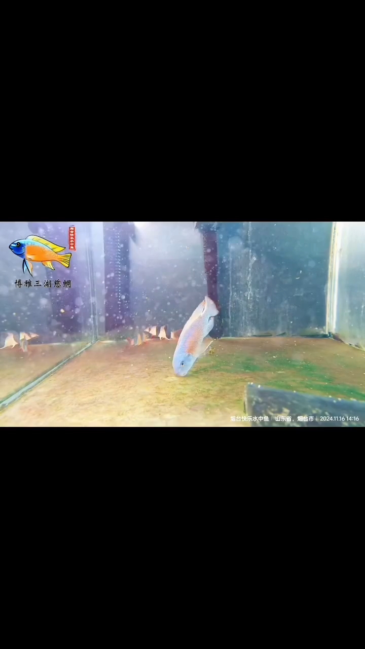 你瞅啥？瞅你咋滴？！