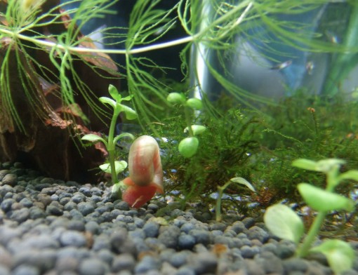 50厘米的魚缸能養(yǎng)招財貓 50厘米的魚缸能養(yǎng)招財貓 魚缸百科 第2張