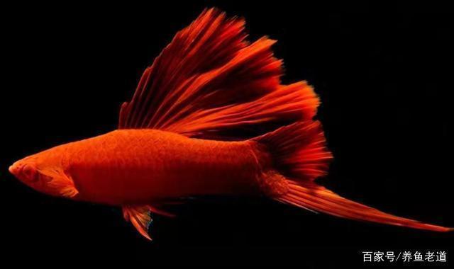 大嘴鯨能和龍魚混養嗎圖片視頻(大嘴鯨和龍魚能混養么)