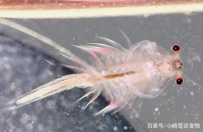 南寧市武鳴區(qū)玉龍金魚店 全國水族館企業(yè)名錄 第3張 南寧市武鳴區(qū)玉龍金魚店 南寧市武鳴區(qū)玉龍金魚店 全國水族館企業(yè)名錄 第3張