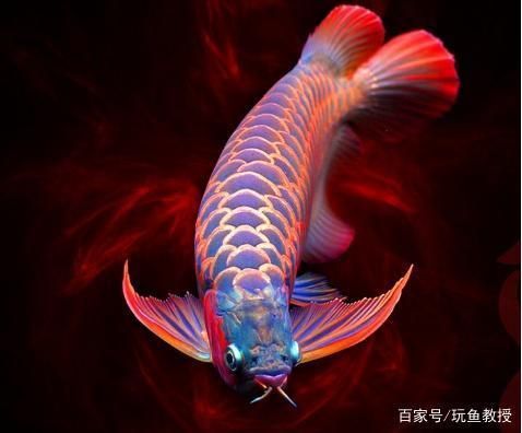 武漢紅龍魚拍賣價格多少：武漢紅龍魚拍賣價格受多種因素影響 武漢紅龍魚拍賣價格多少：武漢紅龍魚拍賣價格受多種因素影響 紅龍魚百科 第5張