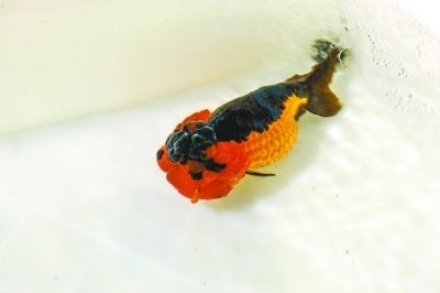 武漢紅龍魚拍賣價格多少：武漢紅龍魚拍賣價格受多種因素影響 武漢紅龍魚拍賣價格多少：武漢紅龍魚拍賣價格受多種因素影響 紅龍魚百科 第1張