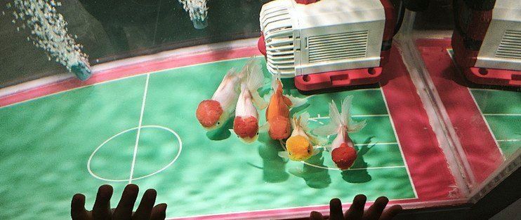 濟南魚缸店，濟南魚缸專營店鋪推薦