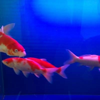 濟南魚缸店，濟南魚缸專營店鋪推薦