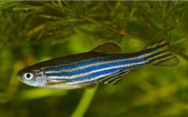 張掖錦鯉池維護(錦鯉魚池日常維護) 張掖錦鯉池維護(錦鯉魚池日常維護) 魟魚百科 第1張