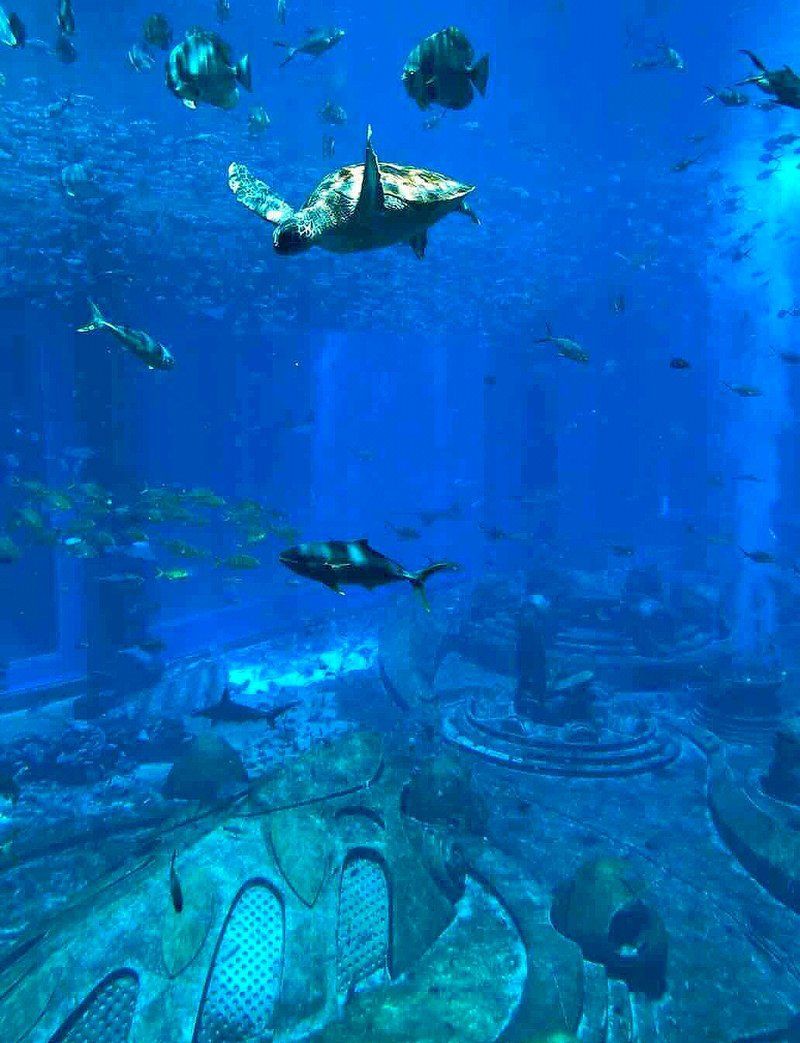 海口水族館,探秘海口水族館 全國水族館企業名錄 第4張 海口水族館,探秘海口水族館 海口水族館,探秘海口水族館 全國水族館企業名錄 第4張