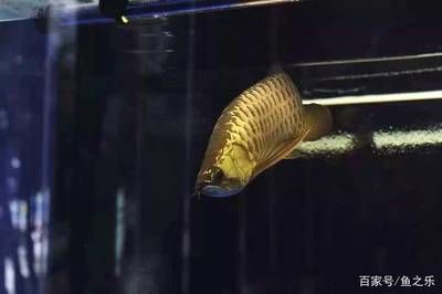 魟魚過水多久可以繁殖一次啊視頻:魟魚的繁殖周期并不是直接關(guān)聯(lián)于過水的過程 魟魚百科 第2張 魟魚過水多久可以繁殖一次啊視頻:魟魚的繁殖周期并不是直接關(guān)聯(lián)于過水的過程 魟魚過水多久可以繁殖一次啊視頻:魟魚的繁殖周期并不是直接關(guān)聯(lián)于過水的過程 魟魚百科 第2張