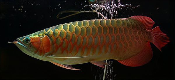 介紹一下不同品種的紅龍魚(yú)，天天看魚(yú)看草三分鐘教會(huì)你怎樣選購(gòu)紅龍魚(yú)及分清血紅龍和辣椒紅龍 介紹一下不同品種的紅龍魚(yú)，天天看魚(yú)看草三分鐘教會(huì)你怎樣選購(gòu)紅龍魚(yú)及分清血紅龍和辣椒紅龍 龍魚(yú)論壇 第7張