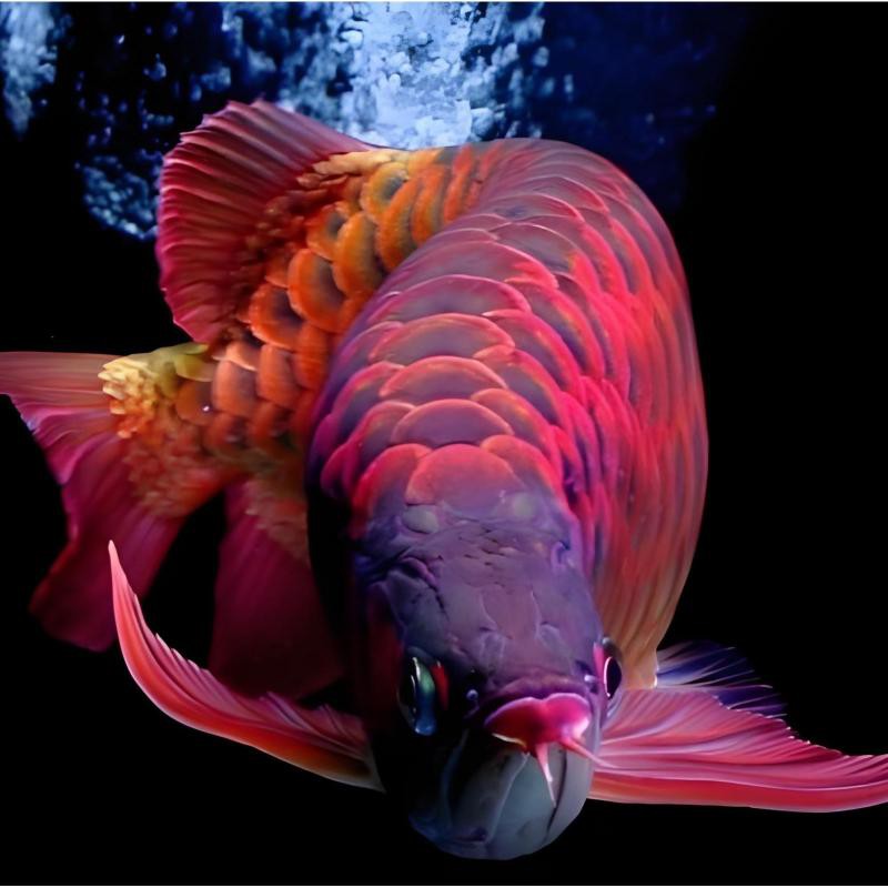 介紹一下不同品種的紅龍魚(yú)，天天看魚(yú)看草三分鐘教會(huì)你怎樣選購(gòu)紅龍魚(yú)及分清血紅龍和辣椒紅龍 介紹一下不同品種的紅龍魚(yú)，天天看魚(yú)看草三分鐘教會(huì)你怎樣選購(gòu)紅龍魚(yú)及分清血紅龍和辣椒紅龍 龍魚(yú)論壇 第9張