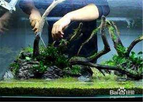 黃金貓魚和招財(cái)貓魚區(qū)別圖片大全欣賞(黃金招財(cái)貓魚怎么形成的) 黃金貓魚百科 第2張 黃金貓魚和招財(cái)貓魚區(qū)別圖片大全欣賞(黃金招財(cái)貓魚怎么形成的) 黃金貓魚和招財(cái)貓魚區(qū)別圖片大全欣賞(黃金招財(cái)貓魚怎么形成的) 黃金貓魚百科 第2張