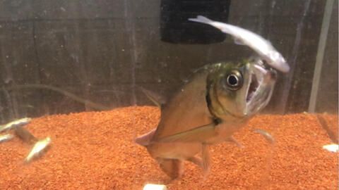 虎魚吃活泥鰍：虎魚吃活泥鰍嗎？