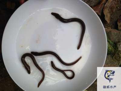 魚缸養黃顙魚喂什么（ 黃顙魚當觀賞魚養） 魚缸養黃顙魚喂什么（ 黃顙魚當觀賞魚養） 銀龍魚百科 第1張
