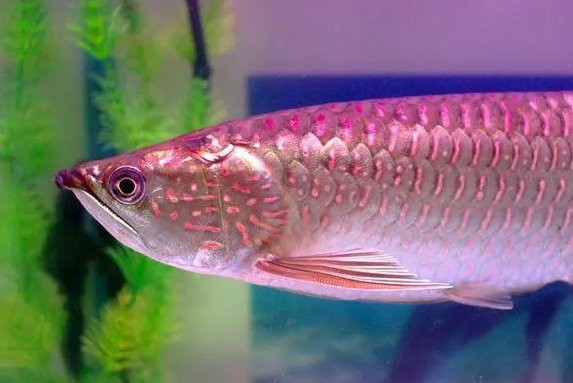 古典龍魚和藍(lán)底龍魚哪個(gè)更稀有？，古典龍魚與藍(lán)底龍魚的區(qū)別 古典龍魚和藍(lán)底龍魚哪個(gè)更稀有？，古典龍魚與藍(lán)底龍魚的區(qū)別 龍魚百科 第4張