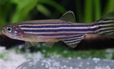 老魚(yú)匠氧氣泵維修視頻(氧氣泵拆開(kāi)了,怎么修,不出氣了) 老魚(yú)匠氧氣泵維修視頻(氧氣泵拆開(kāi)了,怎么修,不出氣了) 老魚(yú)匠 第2張