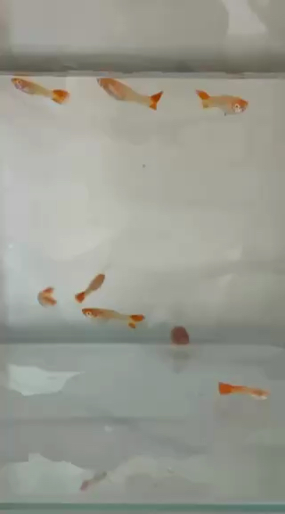 孔雀魚苗
