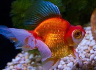 老魚匠加熱棒顯示ee是意思，老魚匠加熱棒出現h2是怎么了