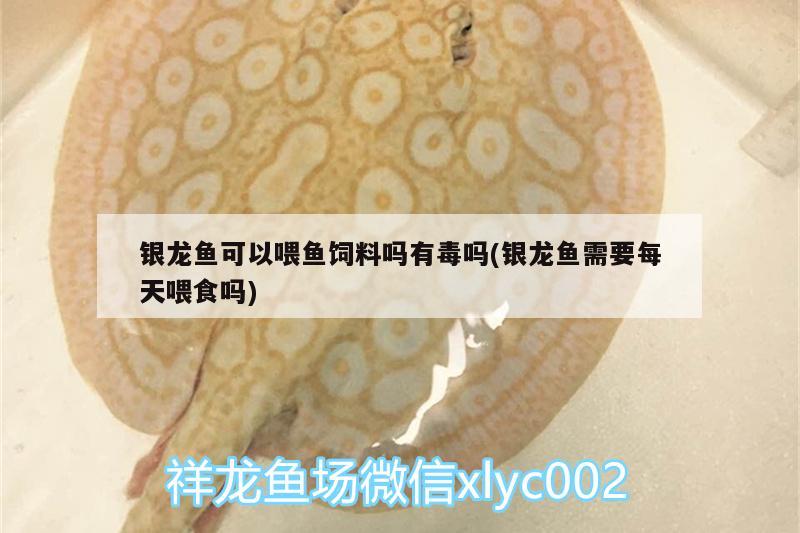 銀龍魚可以喂魚飼料嗎有毒嗎(銀龍魚需要每天喂食嗎)