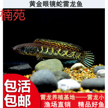 能吃魚的種類有哪些？附高清圖片解析，常見可食用魚類大全，高清圖文詳解 能吃魚的種類有哪些？附高清圖片解析，常見可食用魚類大全，高清圖文詳解 龍魚百科 第2張