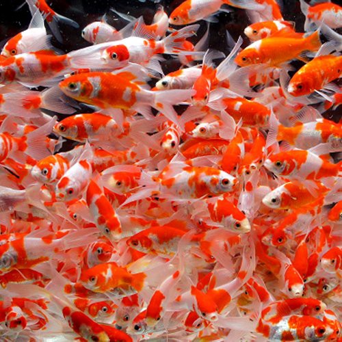 德清水族店，德清縣禹越鎮(zhèn)龜寵天下水族店成立于2018年11月23日