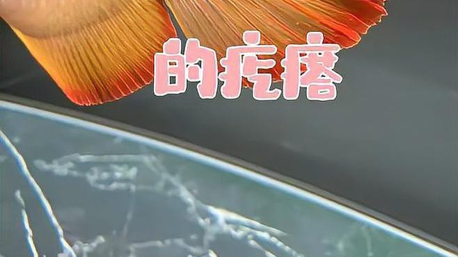 如何判斷龍魚是否感染內寄或外寄？，如何判斷龍魚是否感染內寄或外寄