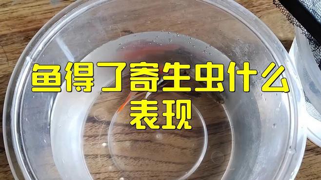 如何判斷龍魚是否感染內寄或外寄？，如何判斷龍魚是否感染內寄或外寄
