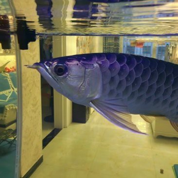 哪里可以購買到純種金頭金龍魚？，廣州龍魚祥龍魚場金頭過背金龍魚20厘米多少錢一條