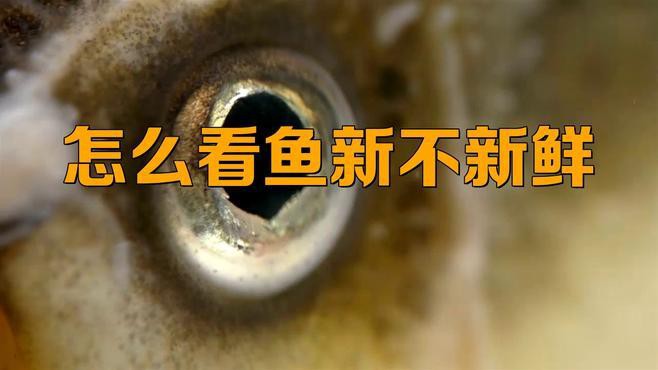 如何判斷龍頭魚是否新鮮？，判斷龍頭魚是否新鮮至關(guān)重要，學(xué)會(huì)這5個(gè)挑選技巧,專挑新鮮的龍頭魚