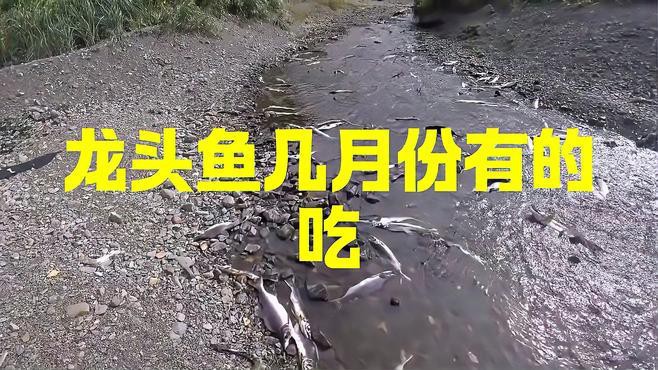 如何判斷龍頭魚(yú)是否新鮮？，判斷龍頭魚(yú)是否新鮮至關(guān)重要，學(xué)會(huì)這5個(gè)挑選技巧,專挑新鮮的龍頭魚(yú)