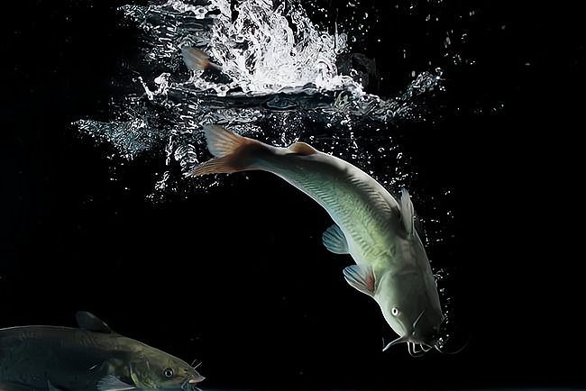 鳳凰紅龍魚的市場供需情況，鳳凰紅龍魚價格表加盟星