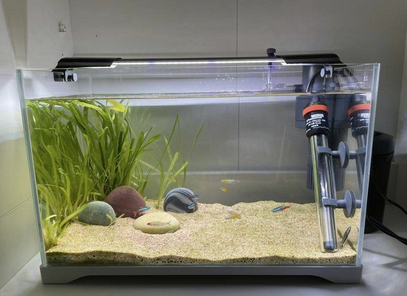 玉溪魚缸店，玉溪地區(qū)的魚缸店提供多樣化的水族產(chǎn)品與服務(wù)模式