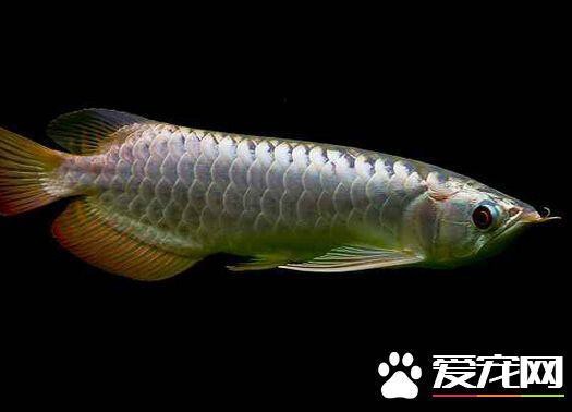 如何判斷藍底過背金龍魚是否需要換燈？，———龍魚燈光的使用方法 如何判斷藍底過背金龍魚是否需要換燈？，———龍魚燈光的使用方法 龍魚論壇 第3張