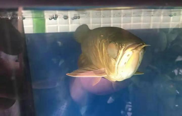 如何判斷紅龍魚是否得了蒙眼病？，龍魚常見疾病之蒙眼丨帝龍帝龍阿輝 如何判斷紅龍魚是否得了蒙眼病？，龍魚常見疾病之蒙眼丨帝龍帝龍阿輝 龍魚百科 第4張