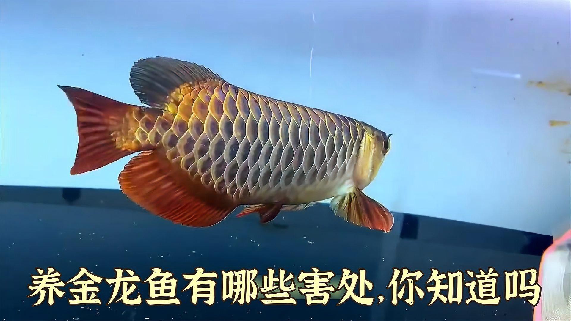 列舉更多金龍魚的潛在害處，養金龍魚有哪些害處,你知道嗎