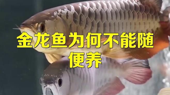 列舉更多金龍魚的潛在害處，養金龍魚有哪些害處,你知道嗎