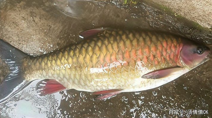 和尚魚最簡單三個圖片，關于和尚魚的介紹 和尚魚最簡單三個圖片，關于和尚魚的介紹 全國水族館企業名錄 第25張