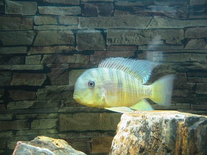 和尚魚最簡單三個圖片，關于和尚魚的介紹 和尚魚最簡單三個圖片，關于和尚魚的介紹 全國水族館企業名錄 第9張