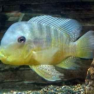 和尚魚最簡單三個圖片，關于和尚魚的介紹 和尚魚最簡單三個圖片，關于和尚魚的介紹 全國水族館企業名錄 第21張